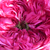 Ružičasta - Centifolia ruža  - Rose des Peintres